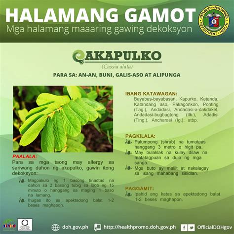 100 halamang gamot|Halamang Gamot: 17 Halamang Gamot Sa Pilipinas Para Iba't .